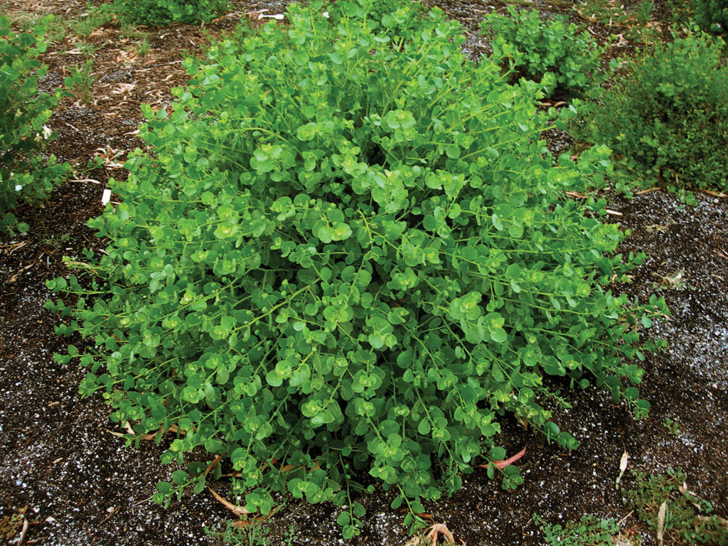 The 'Eureka' Caper plant is a thornless bush, it produces more capers in weight each time it is harvested and it begins to shoot and grow earlier in the spring than other bushes. It continues to flower and leaves stay green longer into the autumn and winter and it truly is a special and superior caper plant.